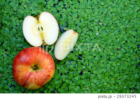 apple with salvinia water plants, organic food 29373245