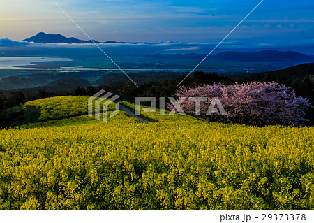白木峰高原の夜明け　菜の花と桜 29373378