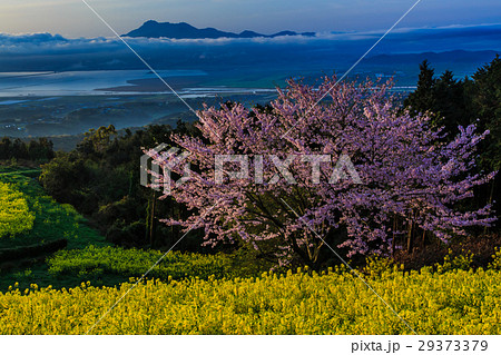 白木峰高原の夜明け 菜の花と桜 白木峰高原の夜明け 菜の花と桜 29373379