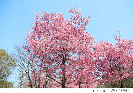 サクラ満開 29373946
