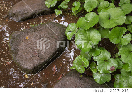 雨の日の飛び石 29374012