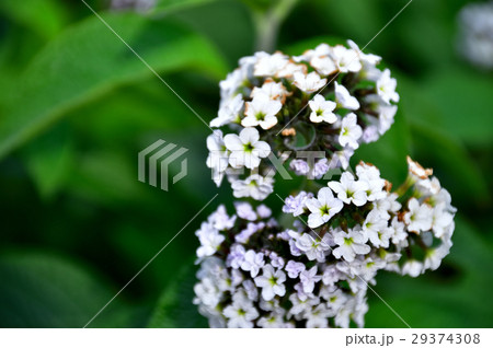 ヘリオトロープ 29374308