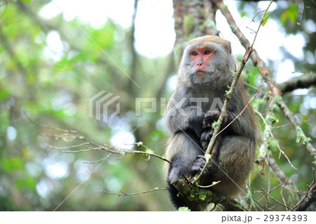 さる サル 猿 29374393