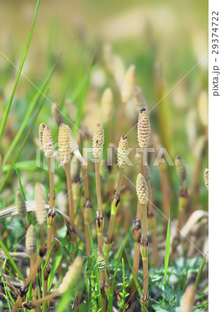 琵琶湖のツクシ 琵琶湖のツクシ 29374722