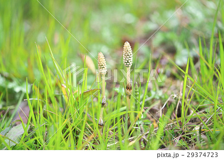 琵琶湖のツクシ 琵琶湖のツクシ 29374723
