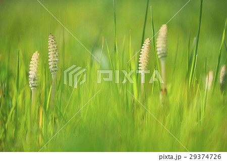 琵琶湖のツクシ 琵琶湖のツクシ 29374726