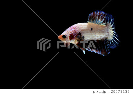 siamese fighting fish  29375153