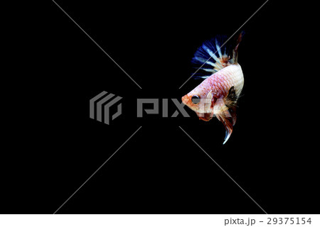 siamese fighting fish  29375154