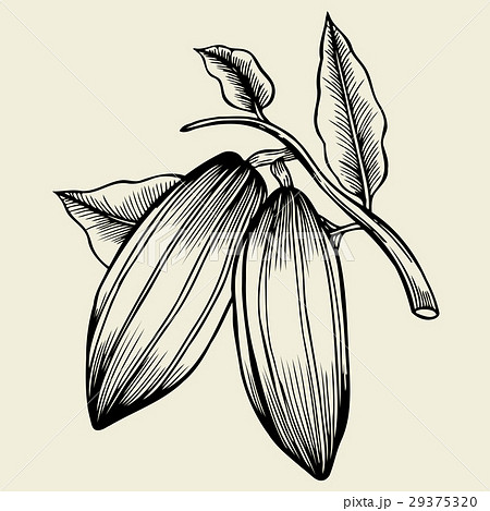 Hand drawn cocoa bean. 29375320