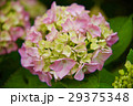 アジサイ２ 29375348