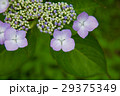 アジサイ３ 29375349