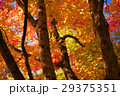 紅葉の林 29375351