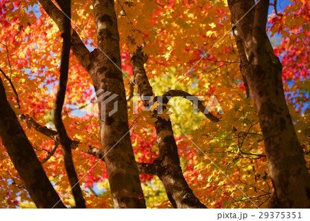 紅葉の林 29375351
