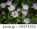 蜜 29375352