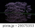 牛繋ぎの桜 29375353