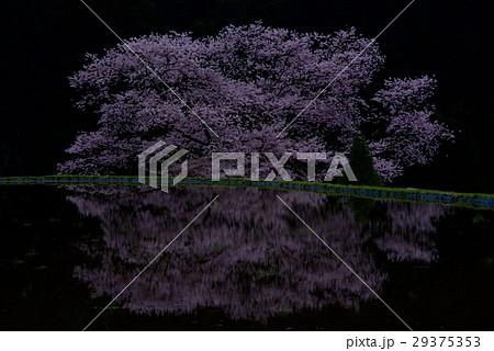 牛繋ぎの桜 29375353