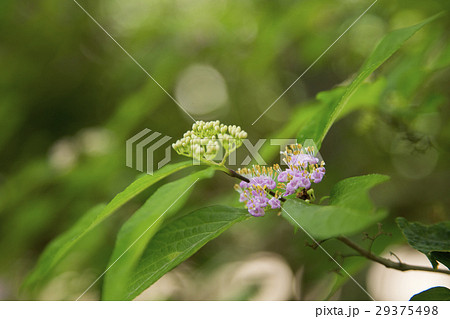 ムラサキシキブ 29375498