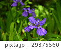 春の花１ 29375560