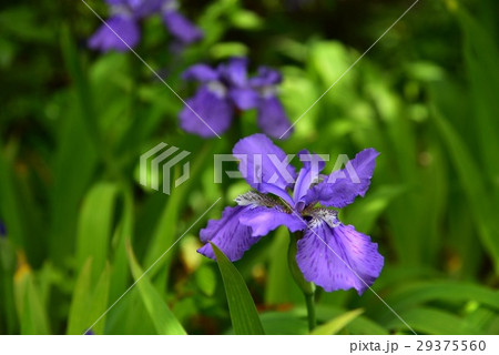 春の花１ 29375560