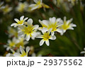 春の花３ 29375562