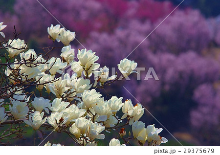 熊本市西区天水温泉近くにある啓翁桜の丘を背景にしたコブシの花 熊本市西区天水温泉近くにある啓翁桜の丘を背景にしたコブシの花 29375679
