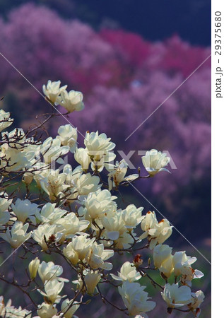 熊本市西区天水温泉近くにある啓翁桜の丘を背景にしたコブシの花 29375680
