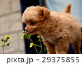 子犬１ 29375855