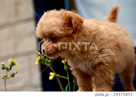 子犬１ 29375855