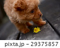 子犬３ 29375857