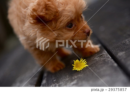 子犬３ 29375857