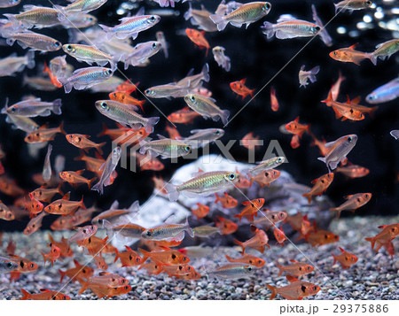 熱帯魚 コンゴーテトラとトレッドファントム 熱帯魚 コンゴーテトラとトレッドファントム 29375886