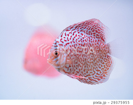 ディスカス 29375955