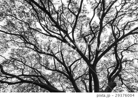 Tree branches black and white 29376004