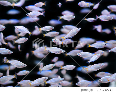 ネオンドワーフレインボー ネオンドワーフレインボー 29376531