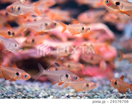 熱帯魚 レッドファントム 熱帯魚 レッドファントム 29376706