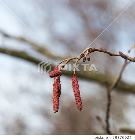 Alder tree catkins 29376924