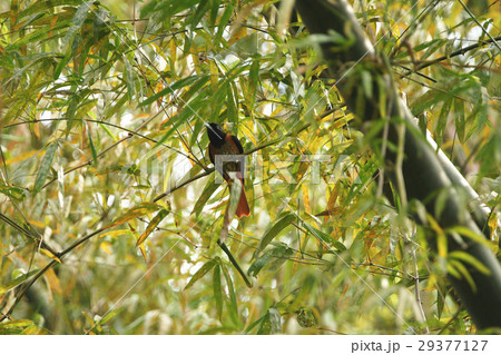 鳥 鳥綱 野鳥 29377127