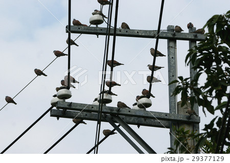鳥 鳥綱 野鳥 29377129