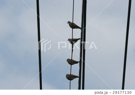 鳥 鳥綱 野鳥 29377130