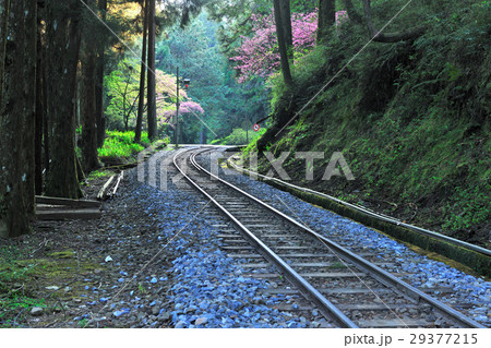阿里山 花 フラワー 29377215