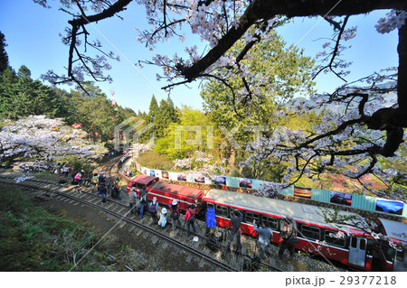 阿里山 花 フラワー 29377218