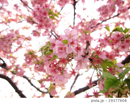 河津桜のアップ 河津桜のアップ 29377608