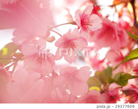 霞む河津桜 29377609