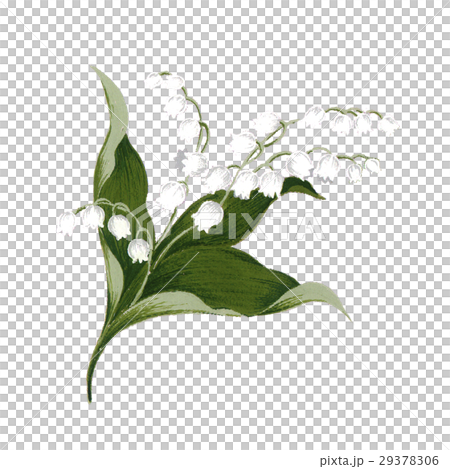 Lily of the valley 29378306