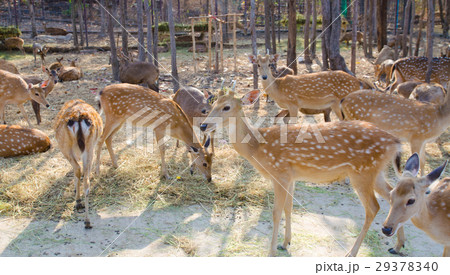 nice and cute chital 29378340