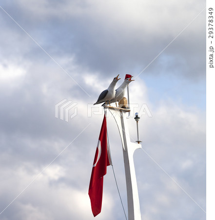 Screaming seagull on boat mast with Turkish flag 29378349