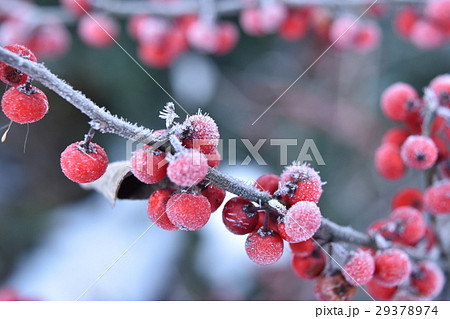 カチコチに凍ったミヤマウメモドキ カチコチに凍ったミヤマウメモドキ 29378974