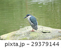鳥 公園 パーク 29379144