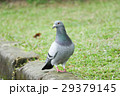 鳥 休み 休憩 29379145