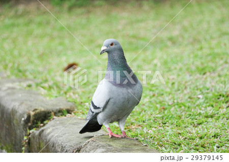 鳥 休み 休憩 29379145